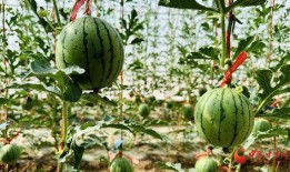 热门大瓜有哪些 网红黑料在线,网红黑料背后的真相与反思